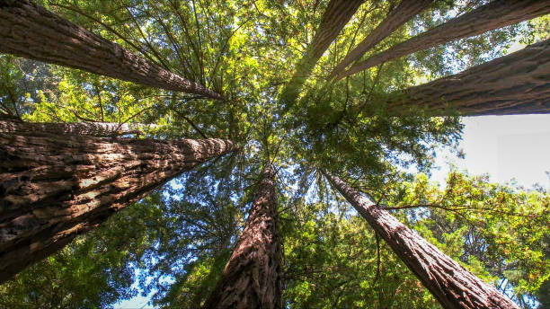 How Our Tree Care Process Works  in  West Tawakoni, TX