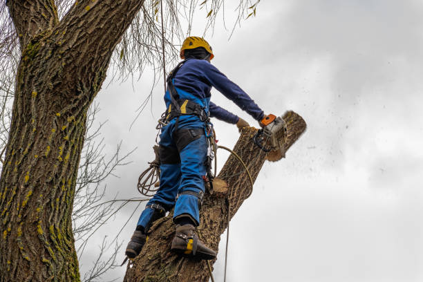 Reliable West Tawakoni, TX Tree Removal Solutions